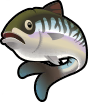 Raw Herring